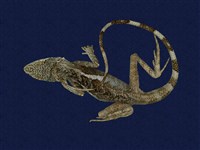 藏品(斯文豪氏攀蜥)的圖片